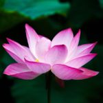 lotus, flower, bloom-978659.jpg